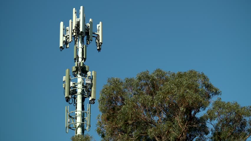 High Levels of Damage Have Been Discovered In Trees Near Cell Phone Towers